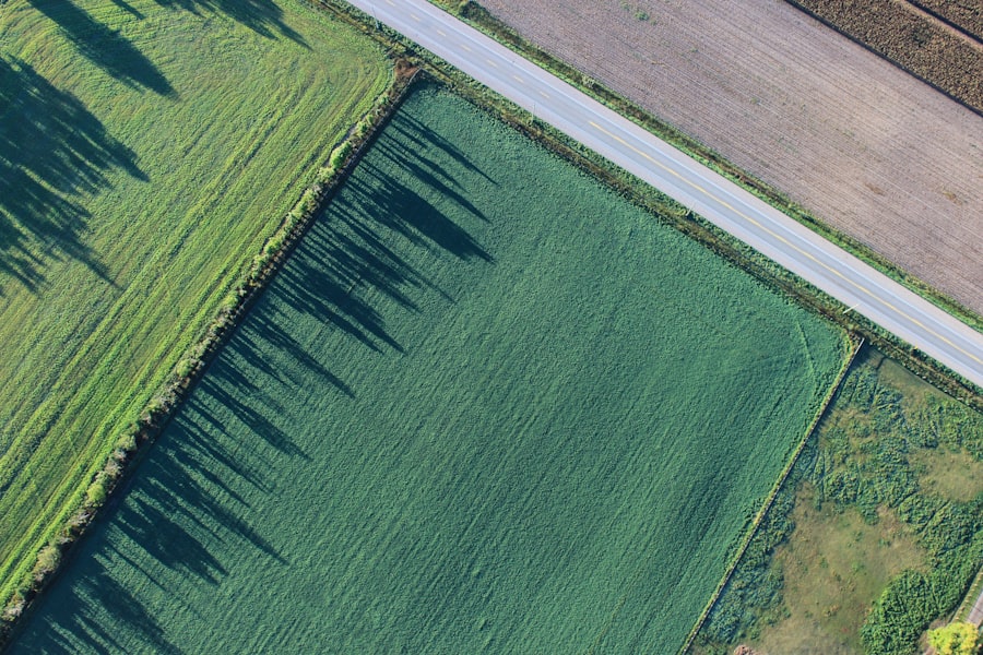 Niezwykłe zjawiska bioelektromagnetyczne: tajemnicza moc natury