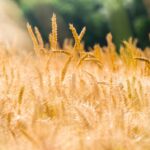 Niezwykłe zjawiska bioelektromagnetyczne: tajemnicza moc natury 9 Photo Magnetic fields