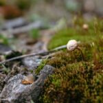 Cordyceps vs. Lion's Mane: porównanie wpływu na energię i koncentrację