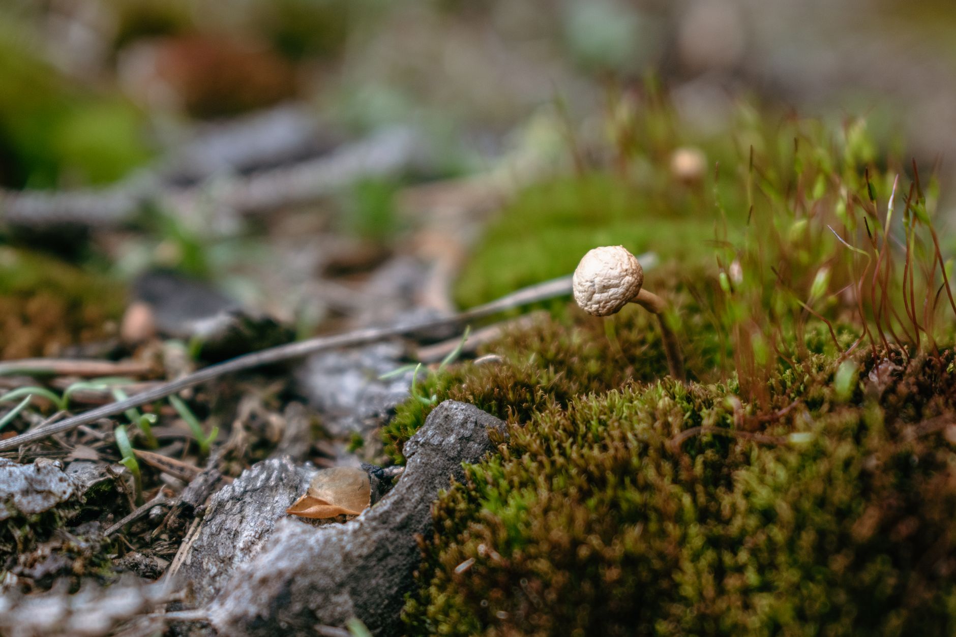 Cordyceps vs. Lion's Mane: porównanie wpływu na energię i koncentrację